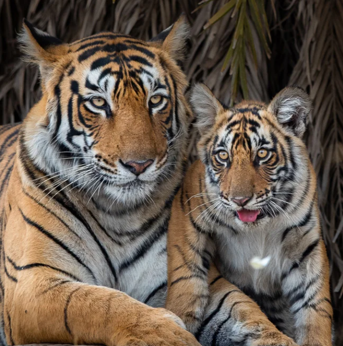 Taj and Tigers